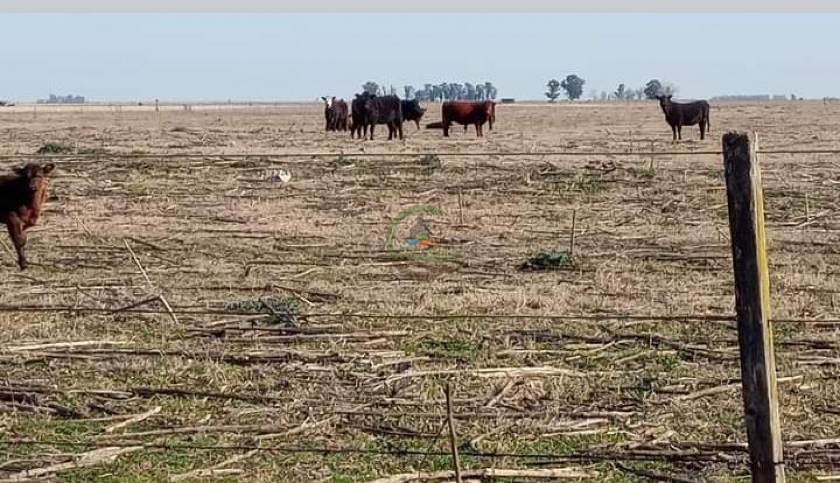 200 ha MIxtas . Tapalque 