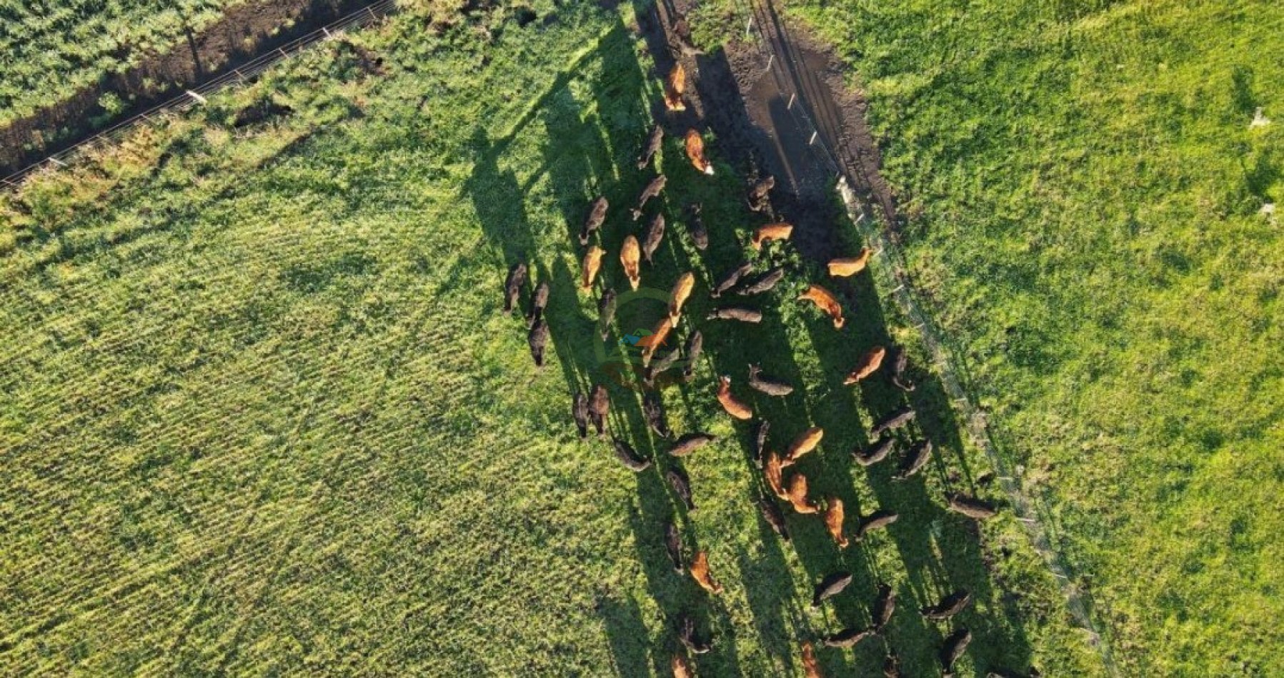 1437 Ha Mixta - Olavarria