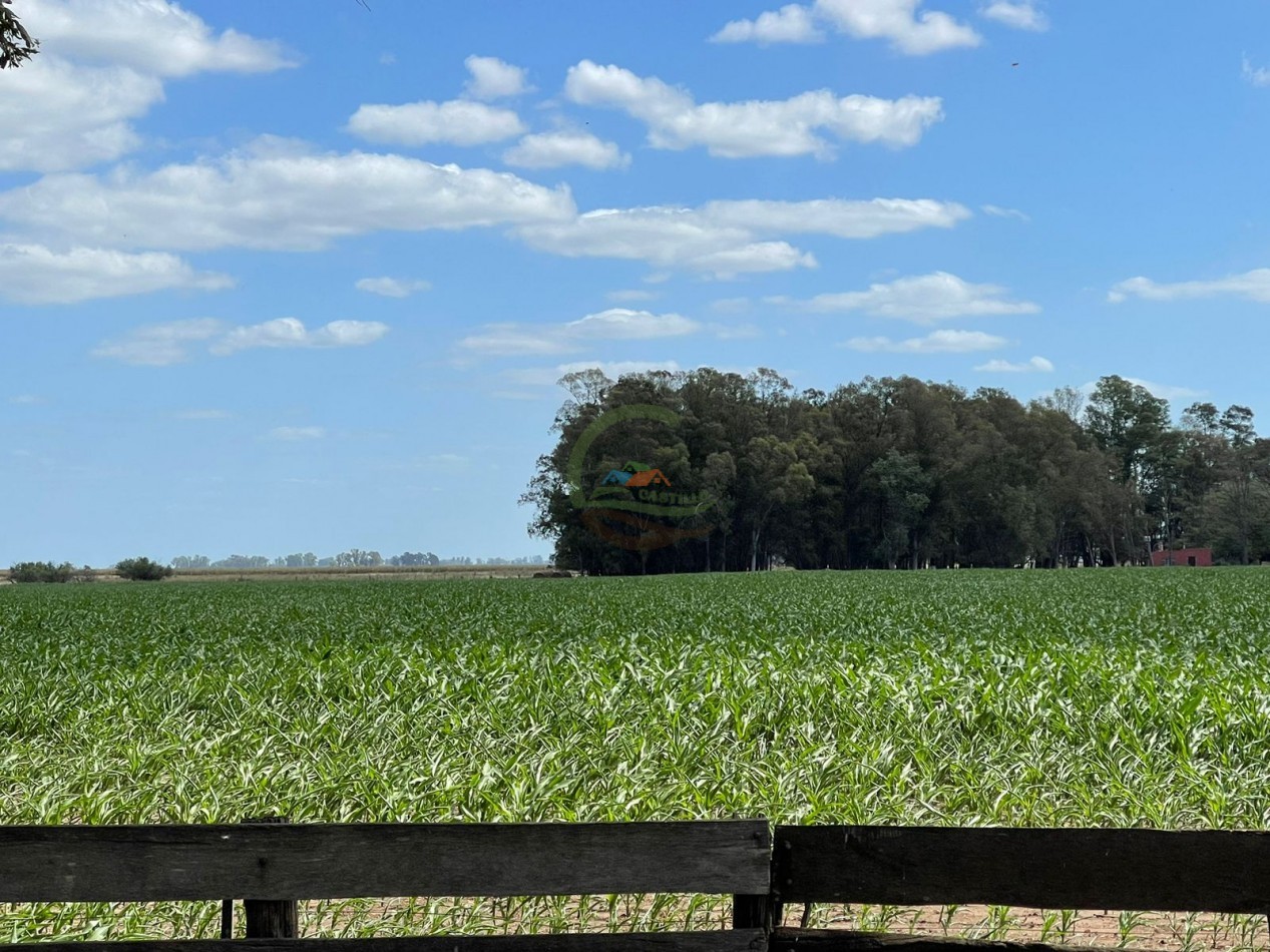 78 ha Mixtas - Saladillo