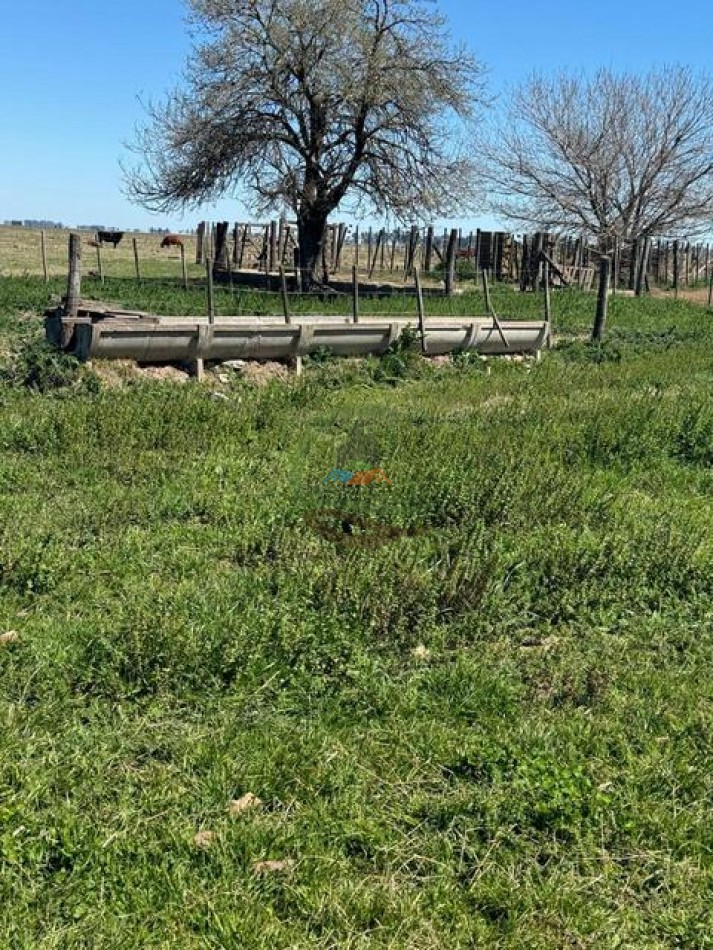490 Ha Ganadero - Carmen de Areco
