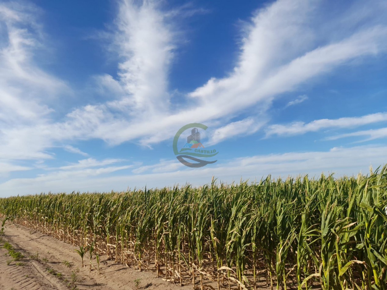 2200 Ha Agricolas - Laboulaye - Cordoba