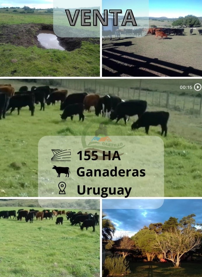155 ha Ganaderas - Uruguay