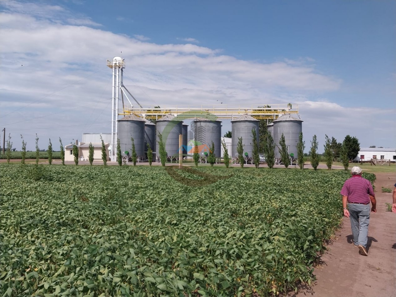 515 ha MIxtas - Pergamino