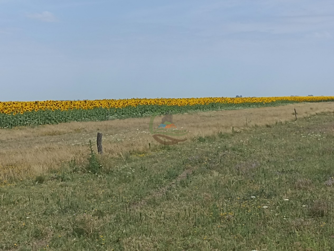 461 Ha Mixto - Recalde