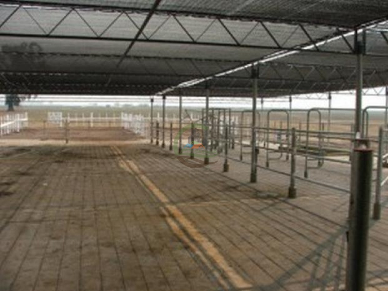 1561 Ha Mixtas - San Martin - Santa Fe