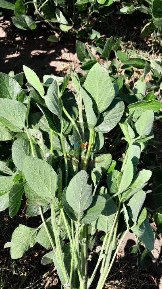 210 Ha Agricolas - Quirno Costa - General Viamonte