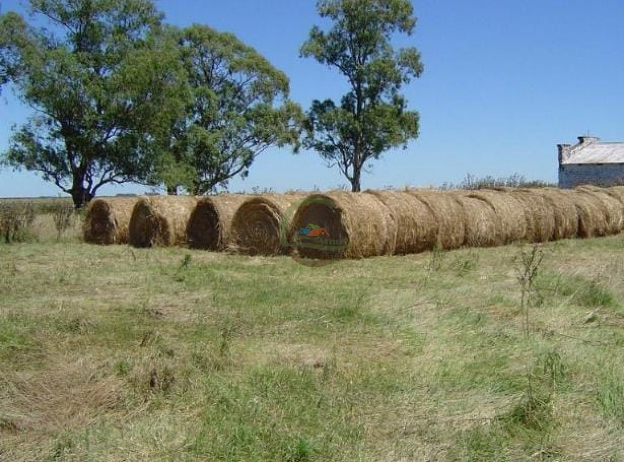 900 ha Ganadera - Tapalque 