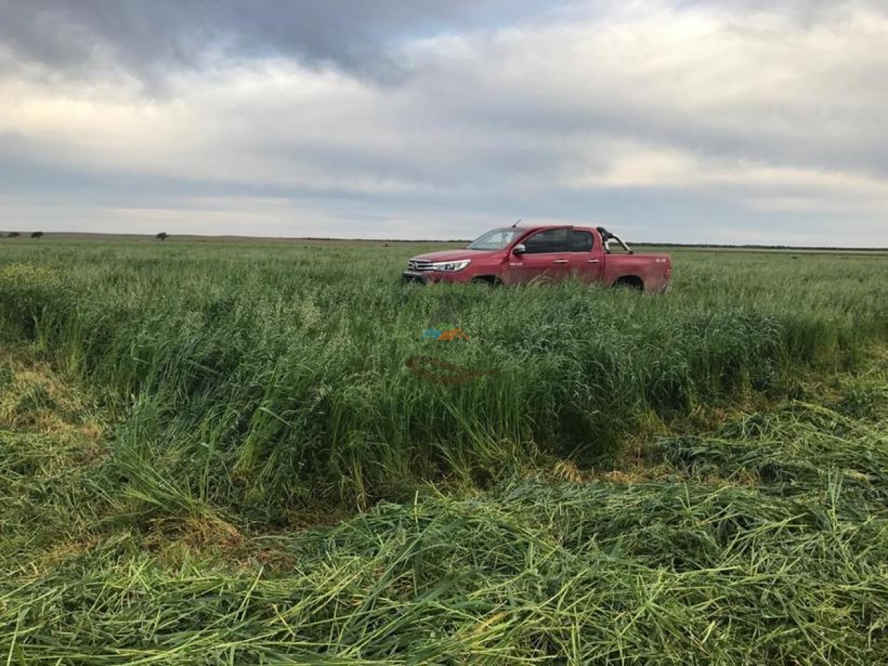 3330 ha Mixto - La Maruja - La Pampa