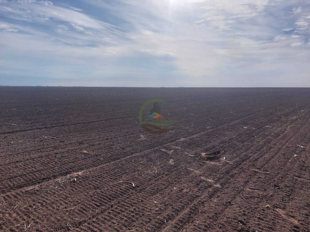 800 Ha Agricolas - Rufino - Santa Fe