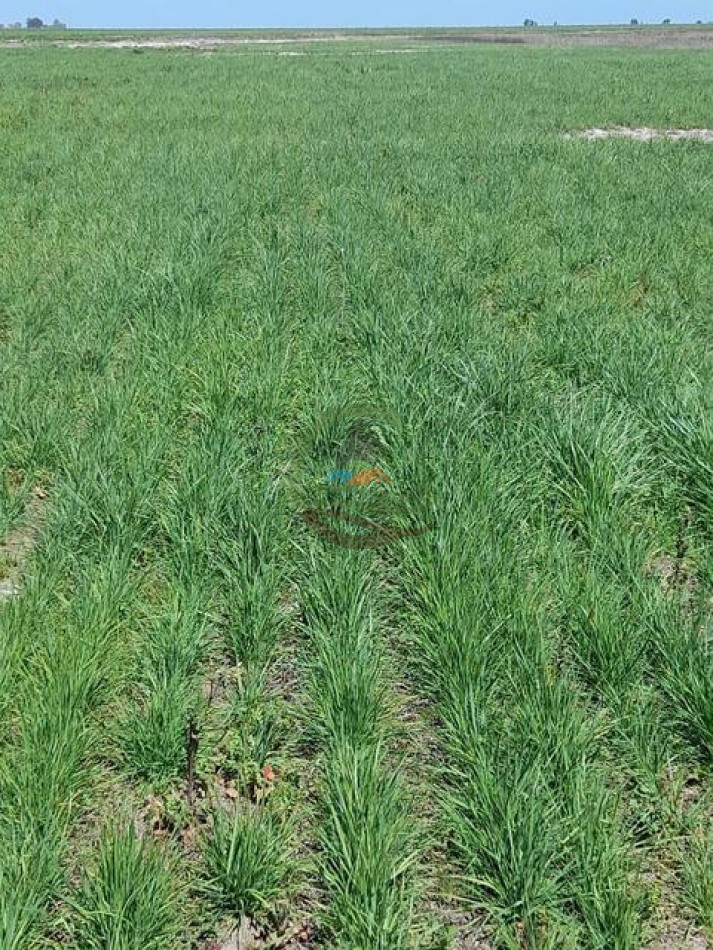 1135 Ha Mixto - Dorila - Mara Co - La Pampa