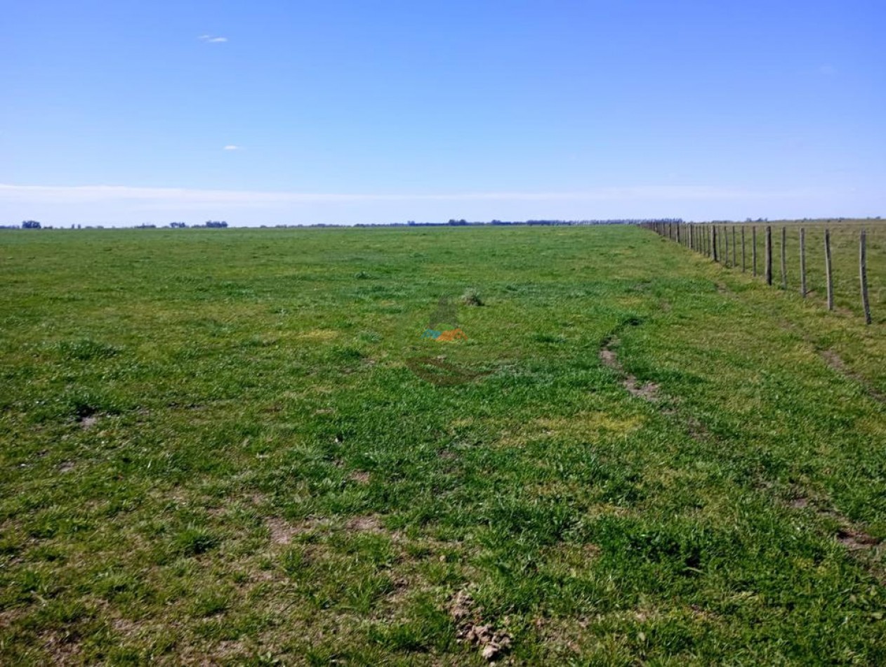 150 ha Ganaderas - 25 de Mayo