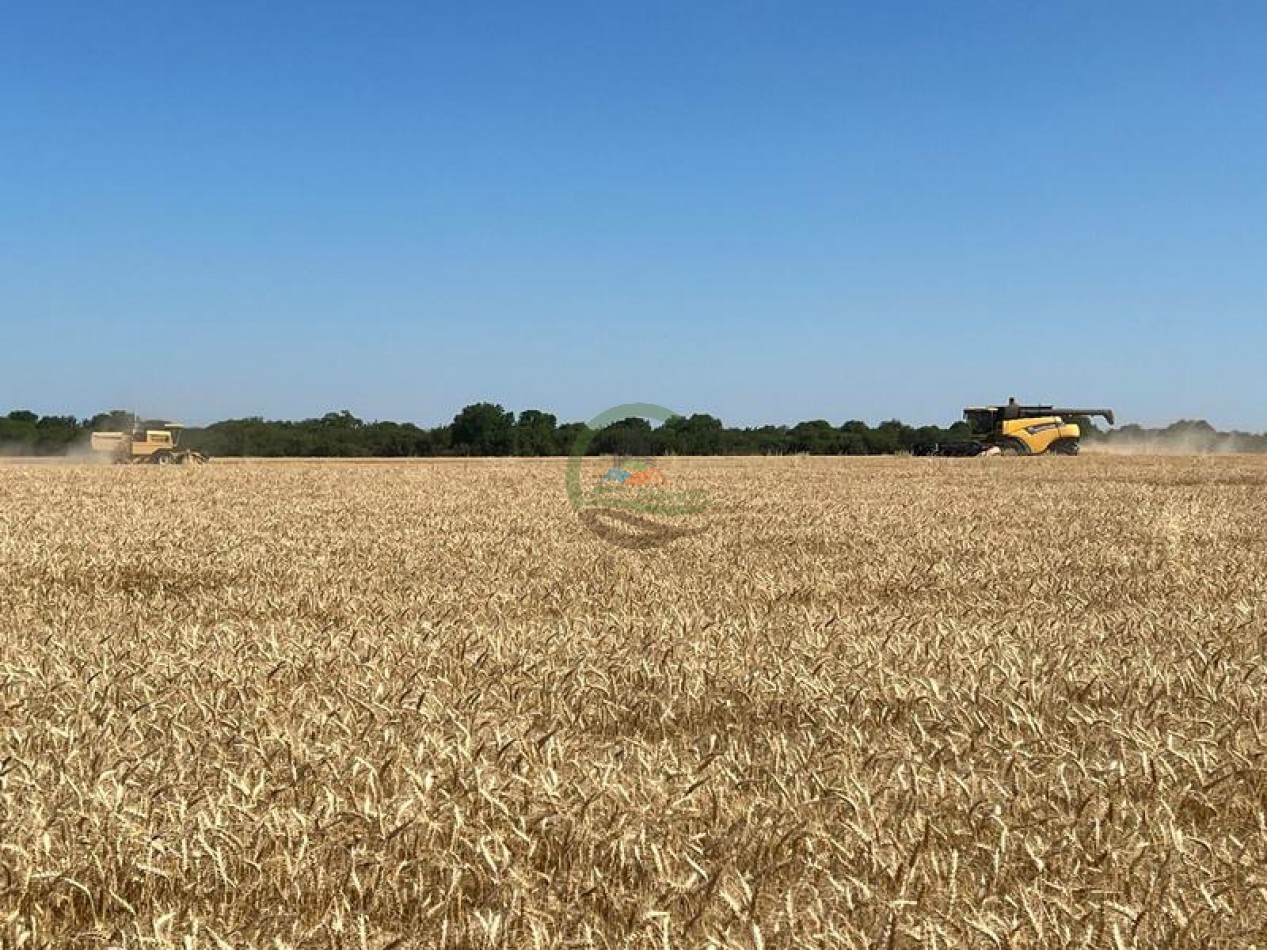 1300 Ha Agricolas - La Paz - Entre Rios