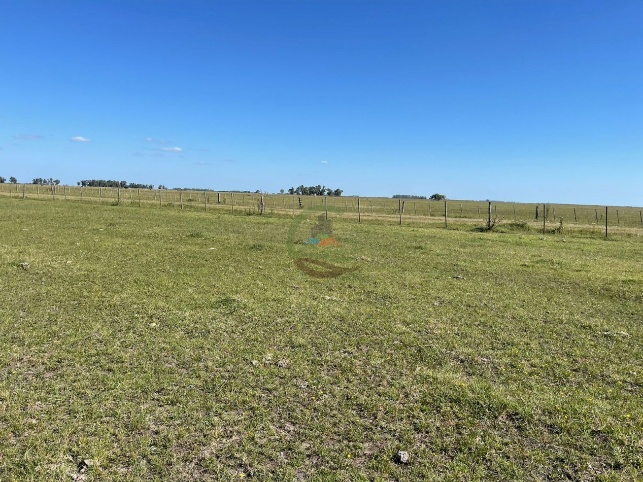 81 ha Mixto - Alvear