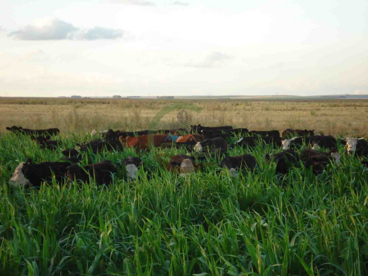 1363 ha Mixta - Olavarria 