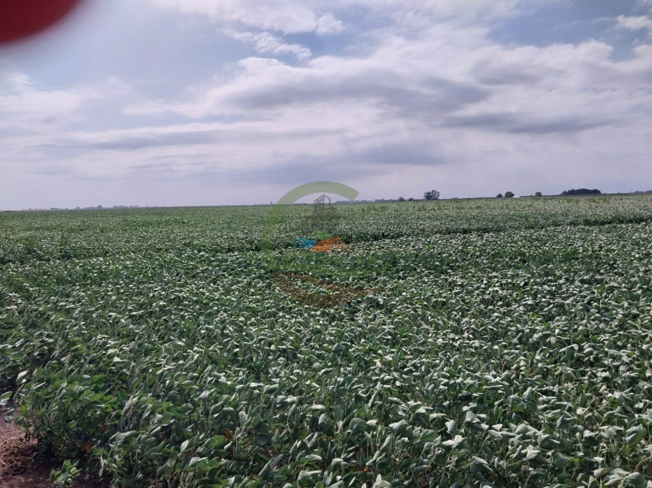 515 ha MIxtas - Pergamino