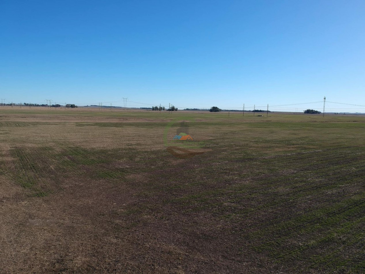 48 ha mixto - Olavarria