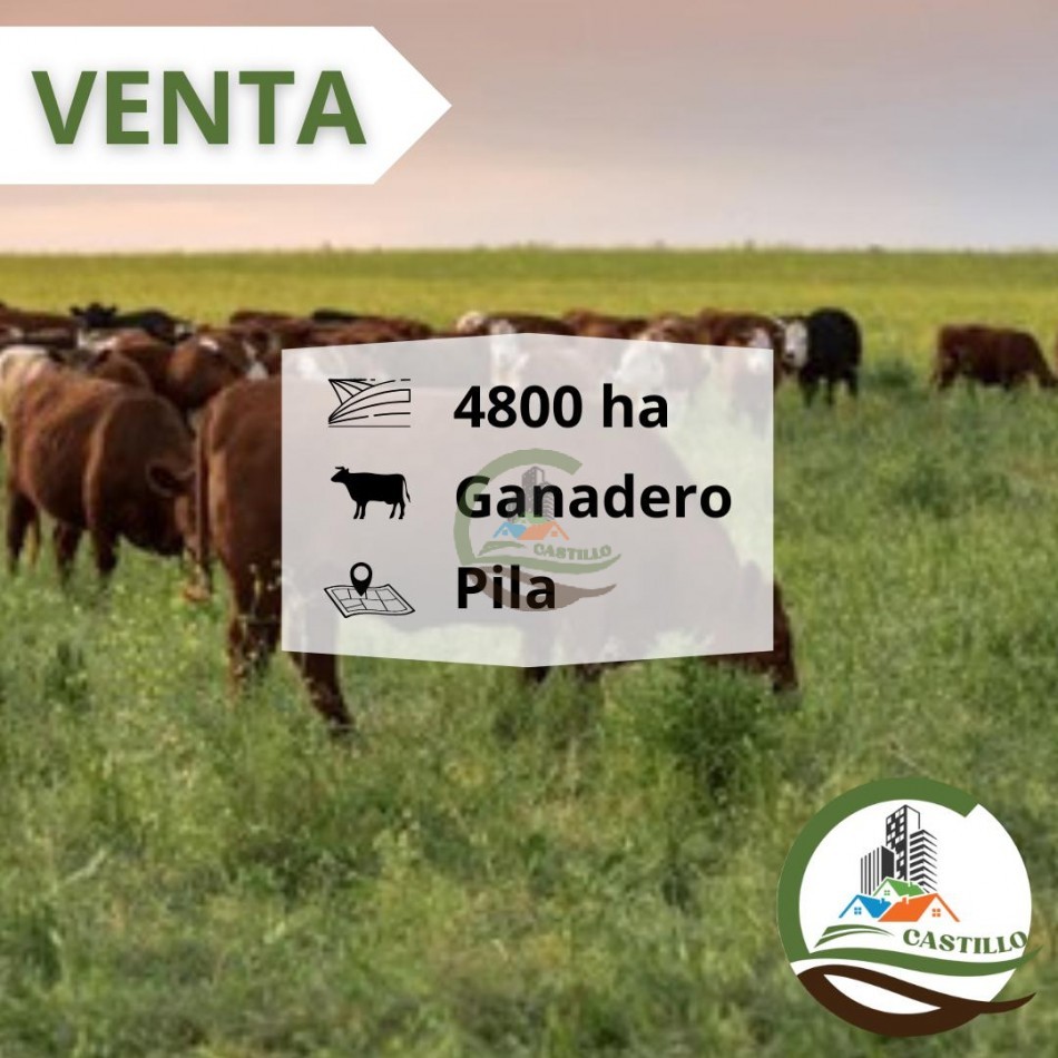 4811 ha ganandero - pila