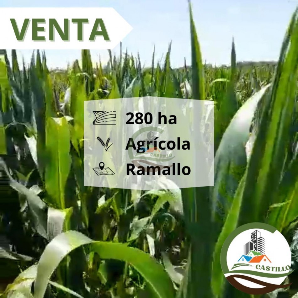 280 ha Agricolas - Ramallo