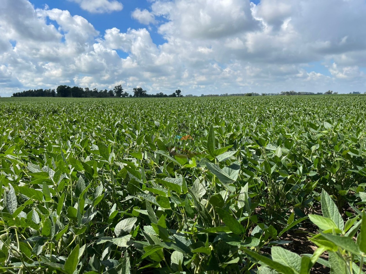 84 ha mixta - Bolivar