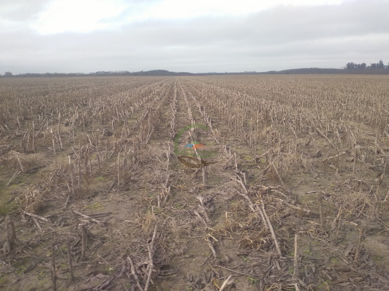 280 ha Agricolas - Ramallo