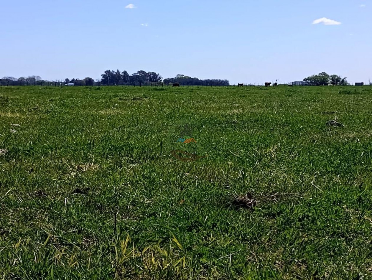 150 ha Ganaderas - 25 de Mayo