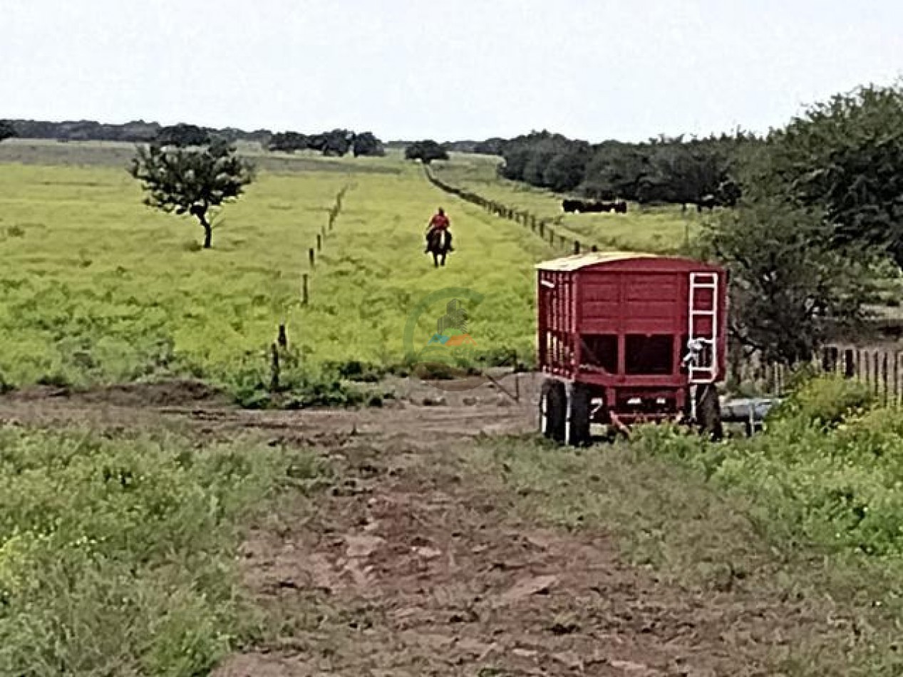 850 Ha Mixto - Puan