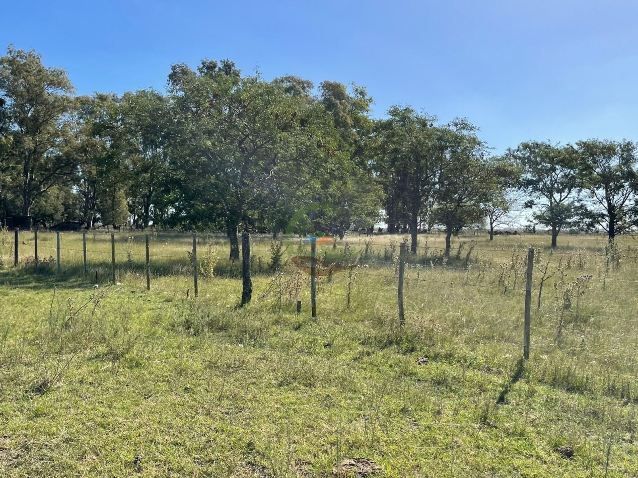 81 ha Mixto - Alvear