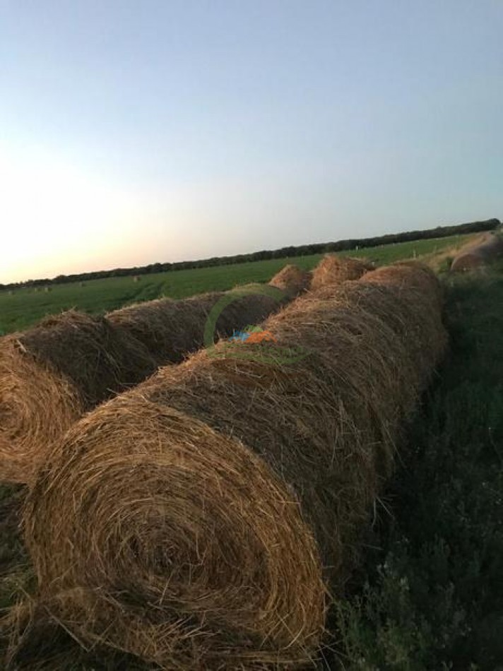 3330 ha Mixto - La Maruja - La Pampa
