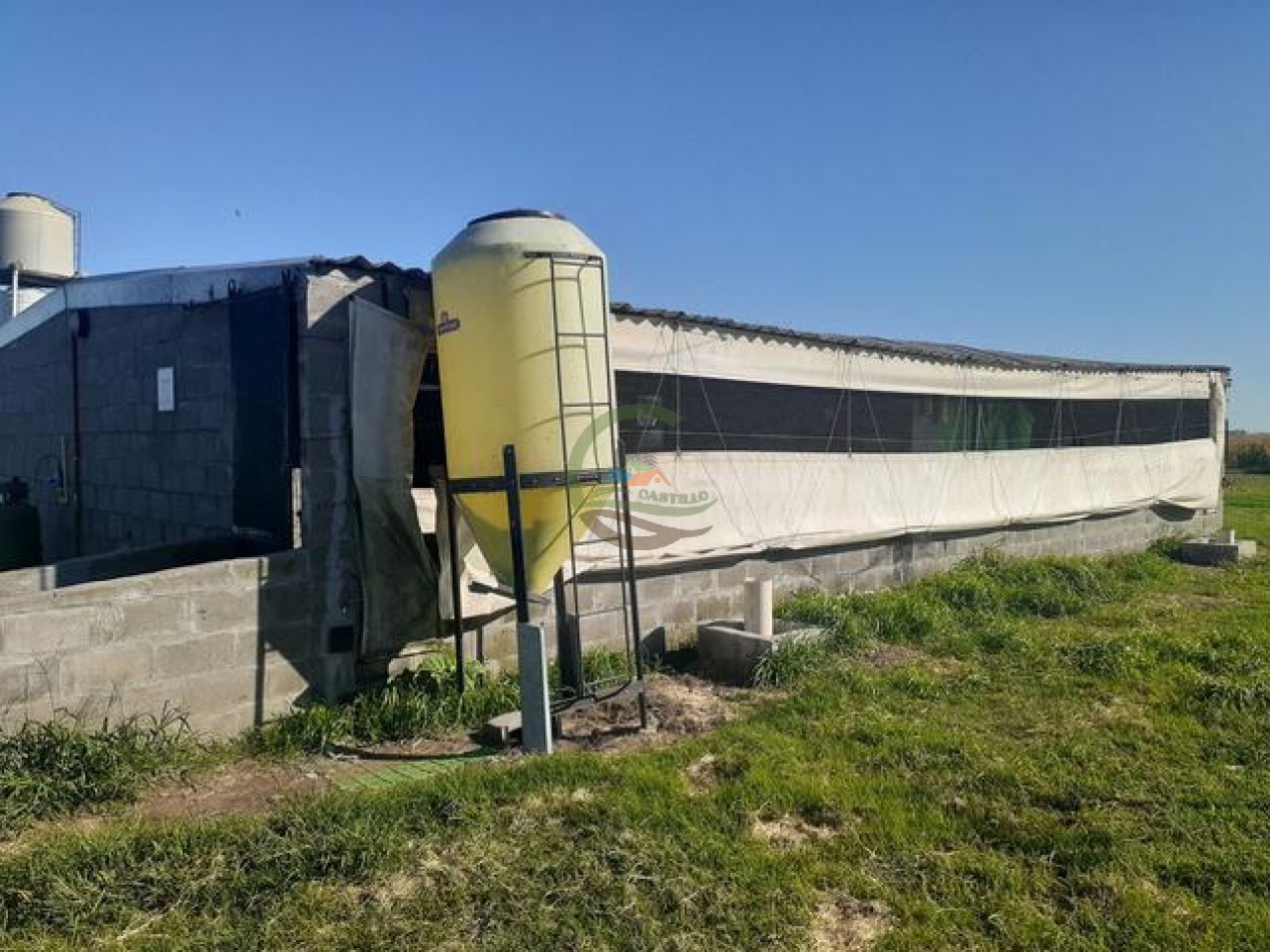 95 Ha Granja de Cerdos - Trenque Lauquen