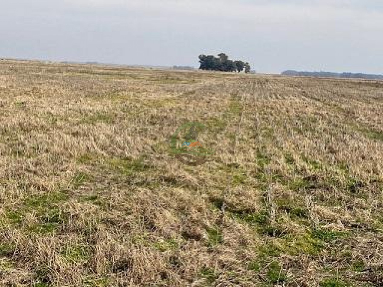 552 ha agricolas - gral alvear
