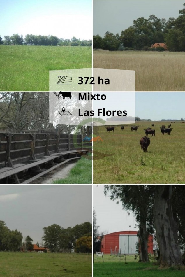 372 ha Mixtas - Las Flores