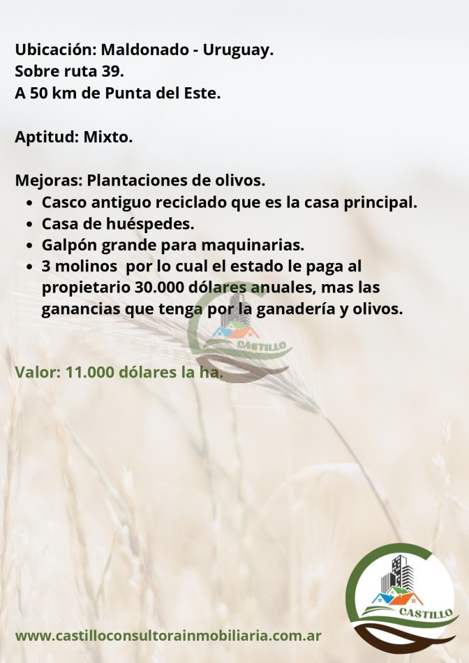320 ha mixtas - uruguay
