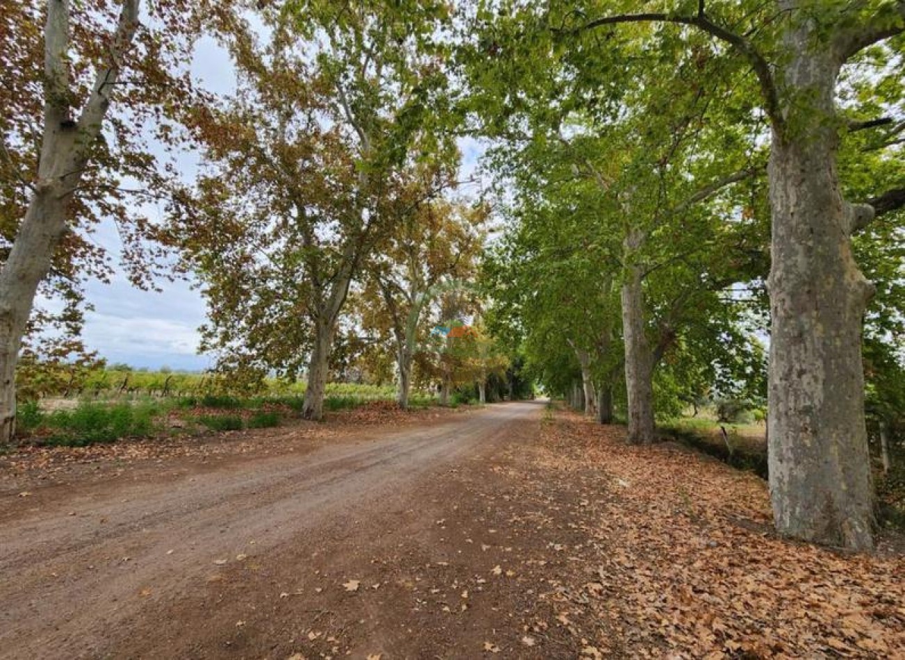 80 Ha Agricolas - San Martin - Mendoza