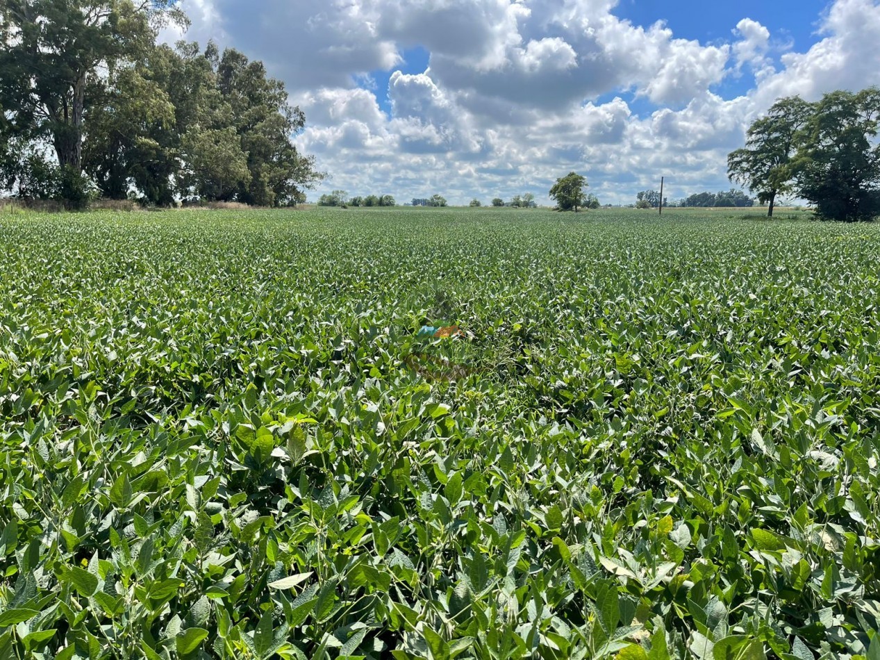 84 ha mixta - Bolivar