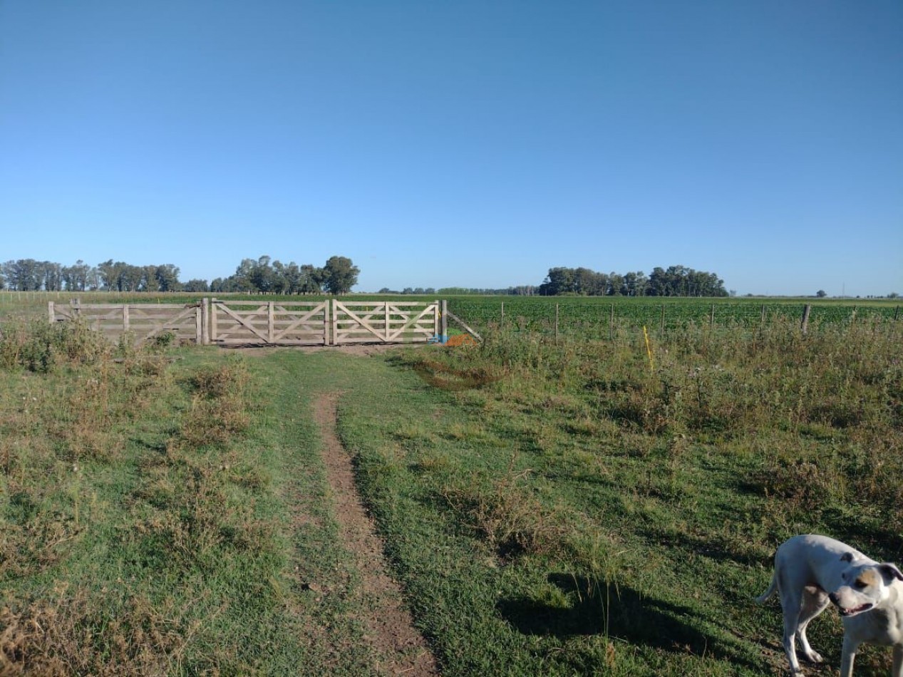 81 ha Mixto - Alvear