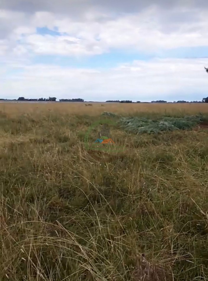138 Ha Mixto - Chascomus