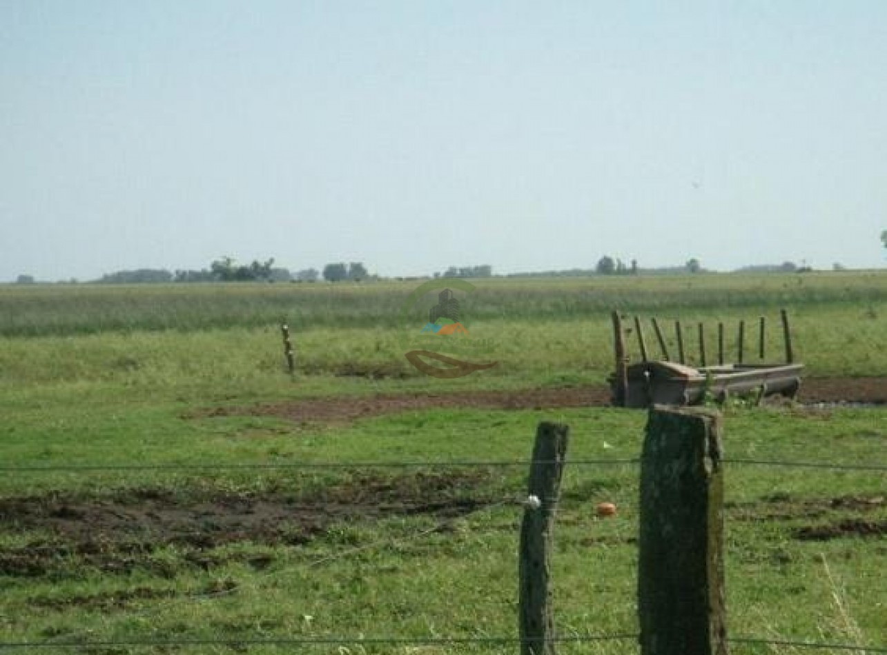 900 ha Ganadera - Tapalque 
