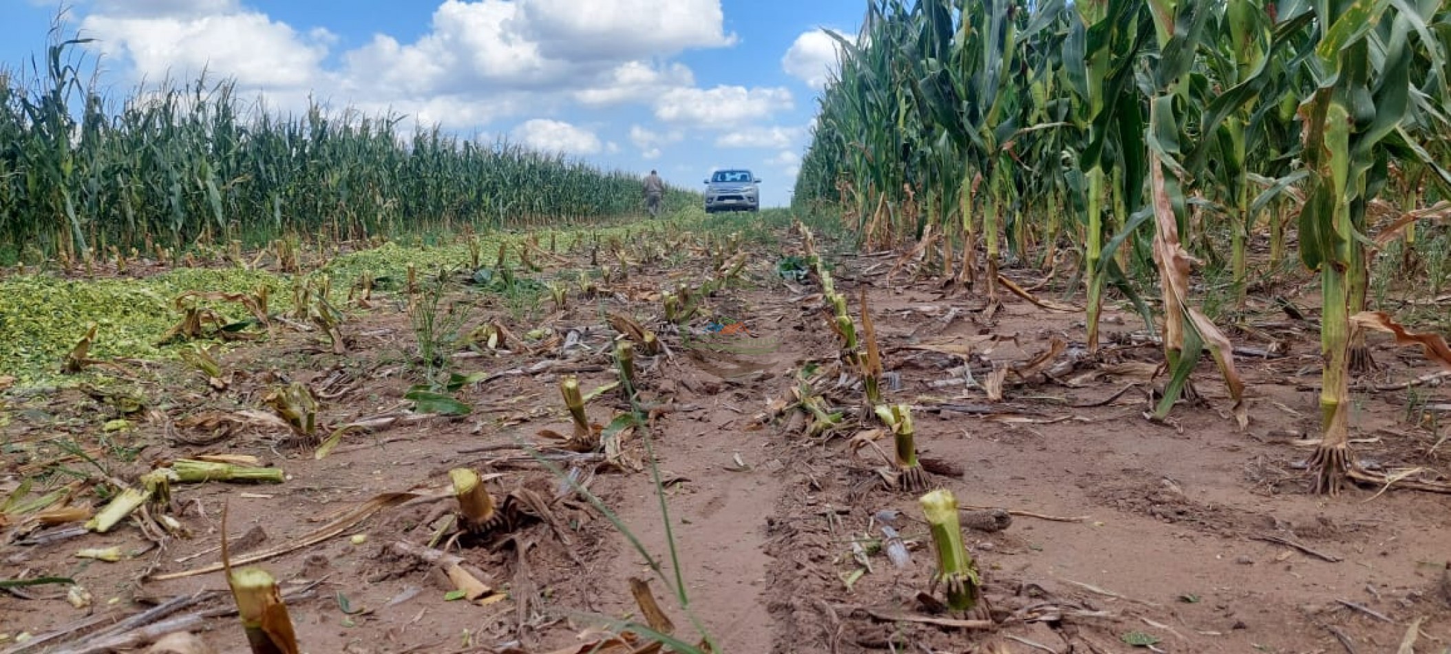 2000 ha Agricola - Rio Cuarto