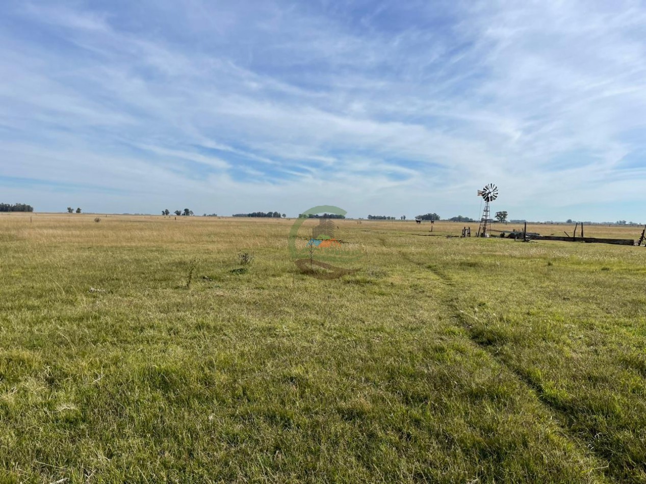 24 HA Ganadero - Alvear
