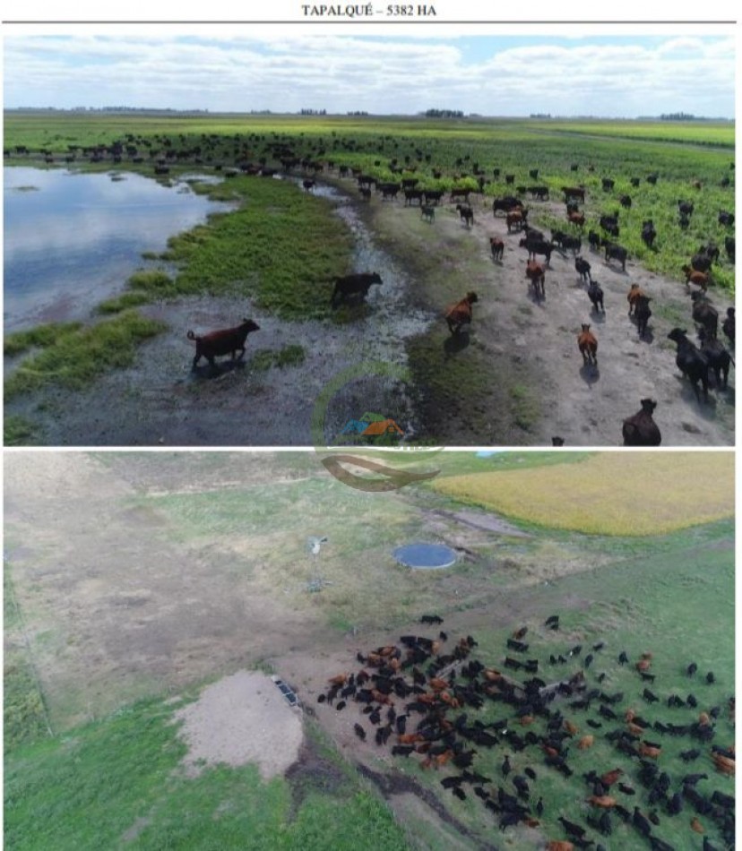5382,89 Ha Mixtas - Tapalque