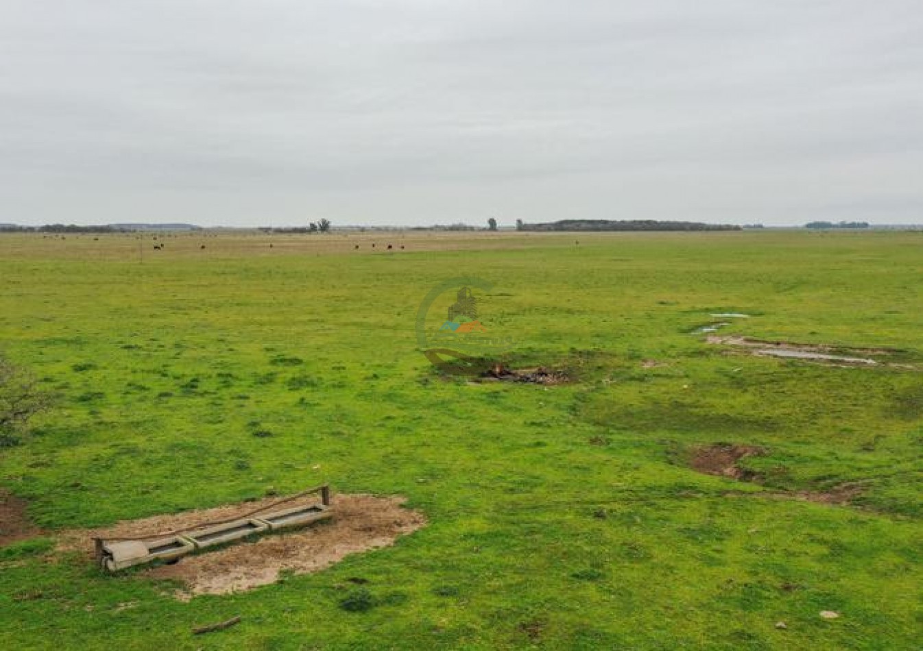 1795 Ha Ganadero - Chascomus