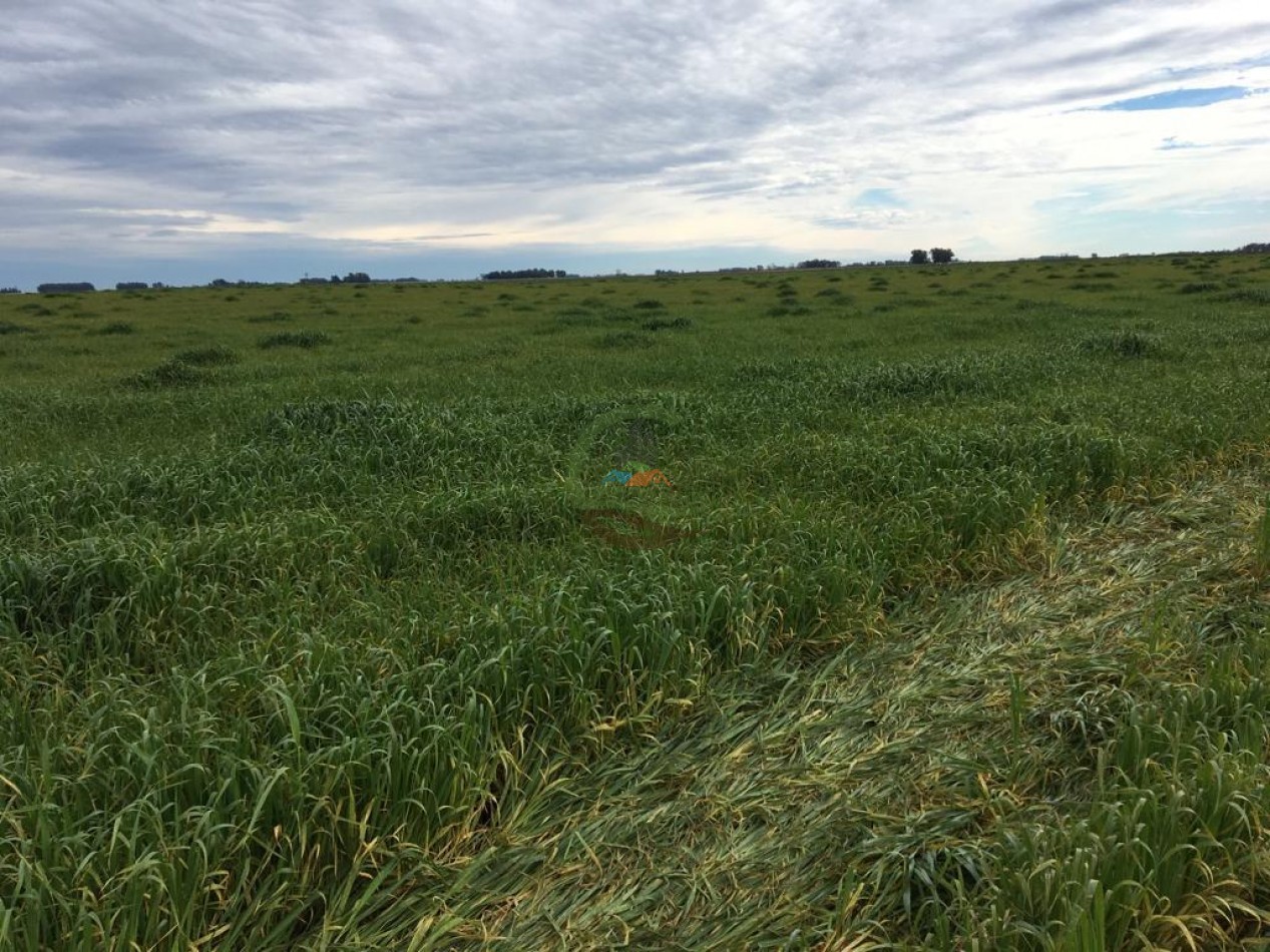 380 ha Mixtas - Bolivar