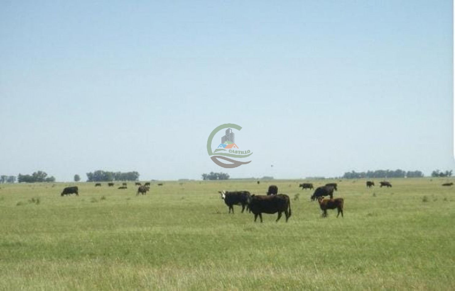 900 ha Ganadera - Tapalque 
