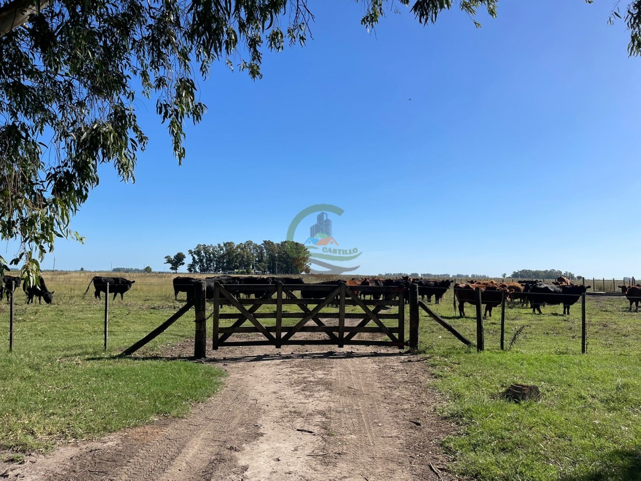 81 ha Mixto - Alvear