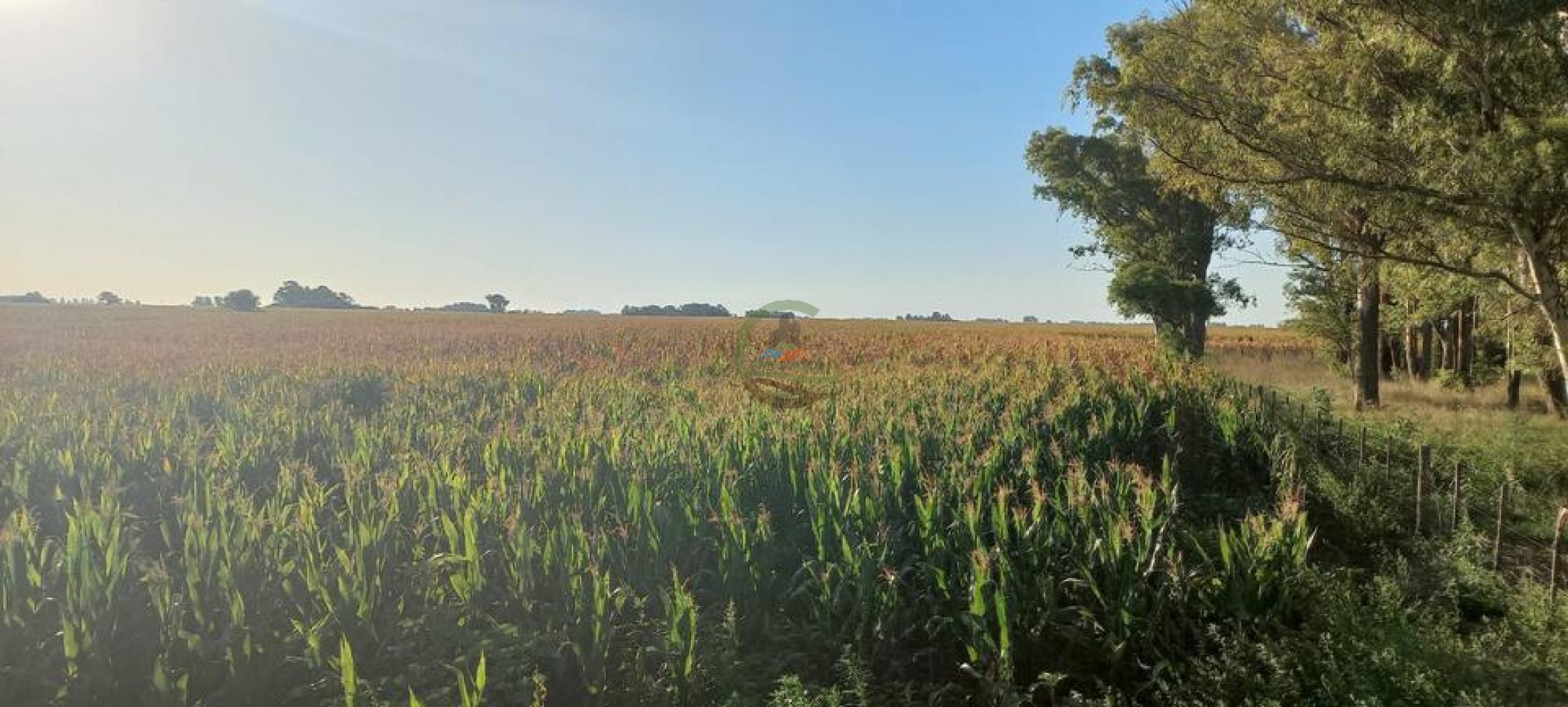 120 Ha Mixto - Urdampilleta - Bolivar