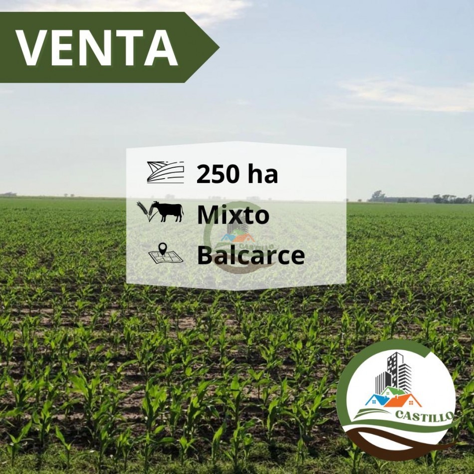 254 ha mixtas - balcarce