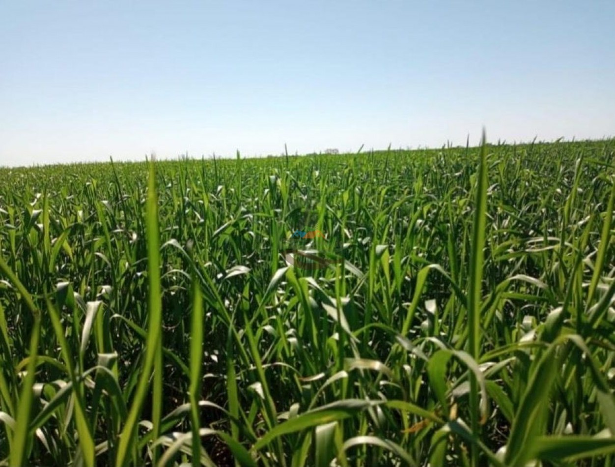 595 ha Agricolas - Pergamino