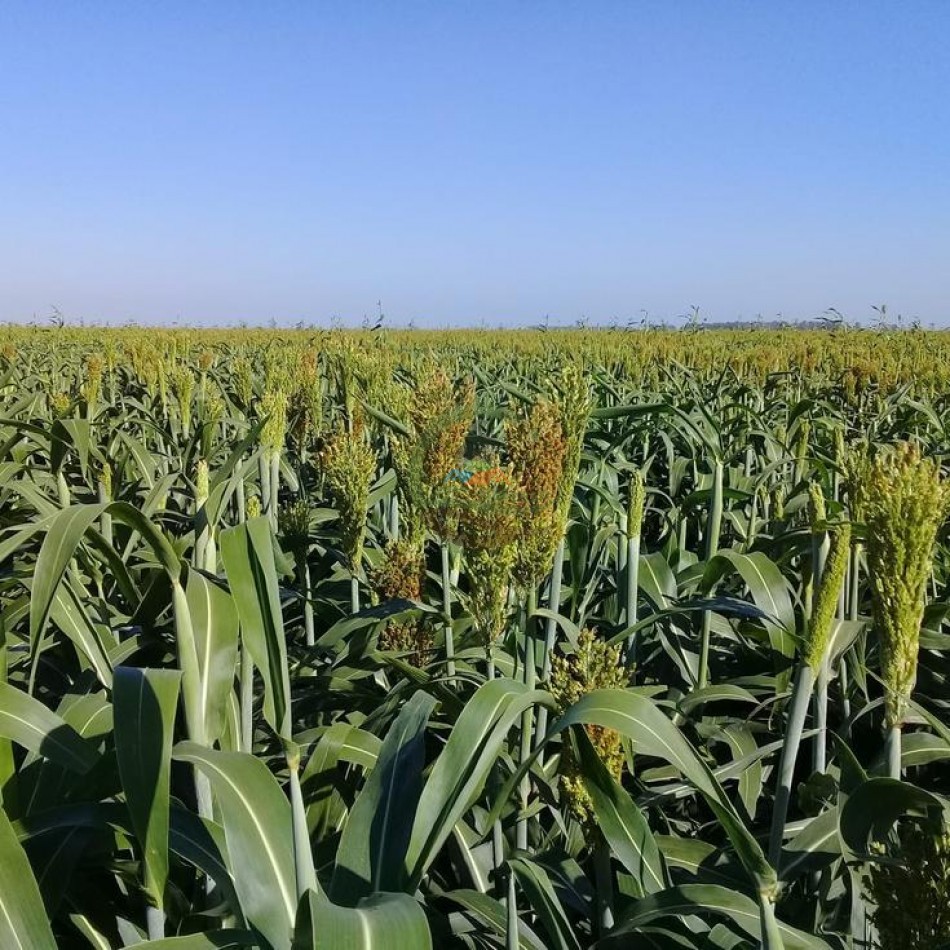 510 Ha Mixtos - Cnel Roseti - Santa Fe 