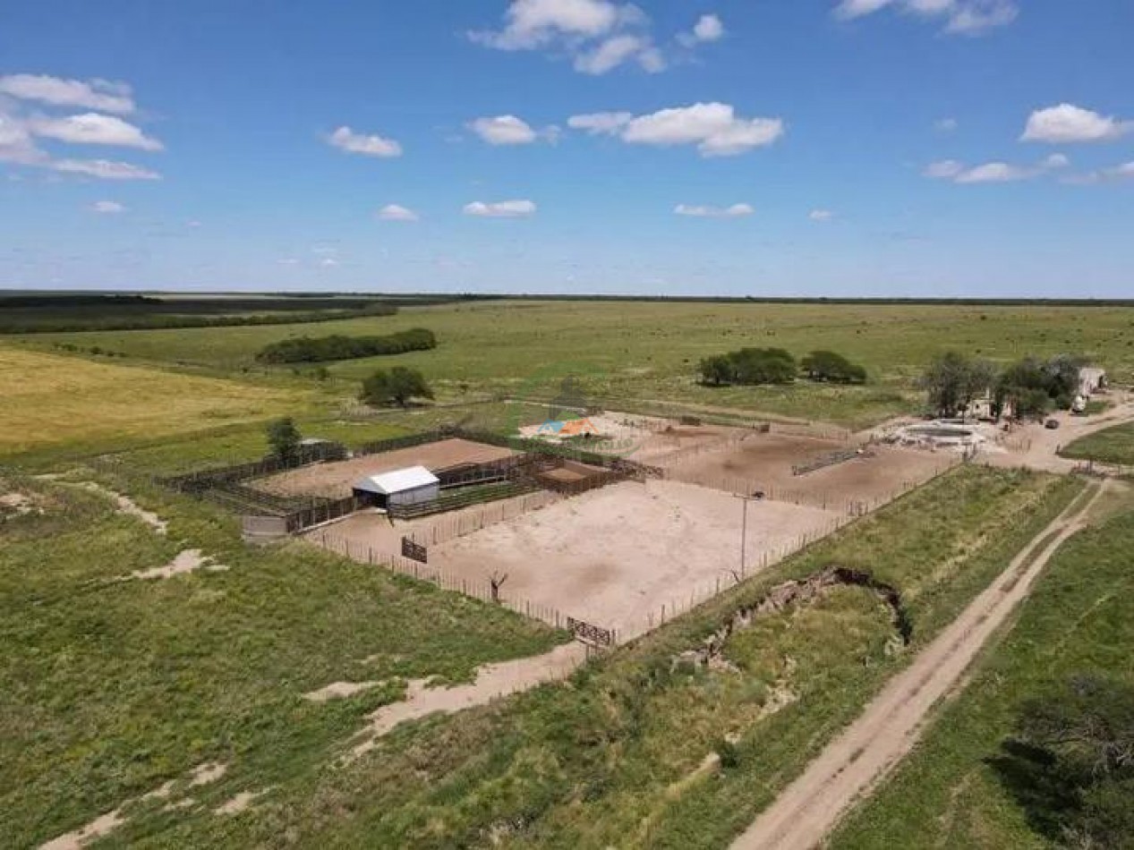 5000 Ha Ganadero - Conhelo - La Pampa
