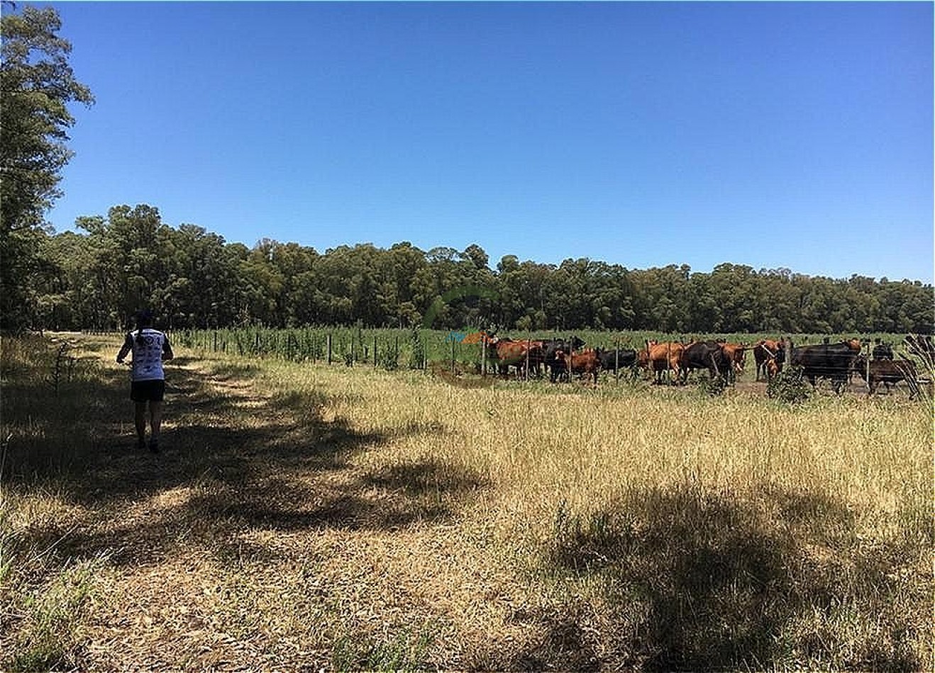 680 ha mixtas - tapalque